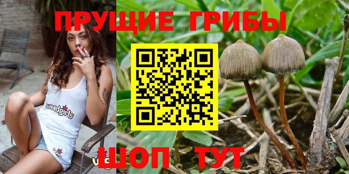Галлюциногенные грибы Cubensis  Вход с VPN  Псилоцибиновые грибы Psilocybine cubensis  Северобайкальск 